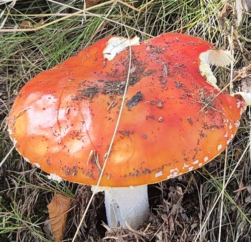 Fly Agaric