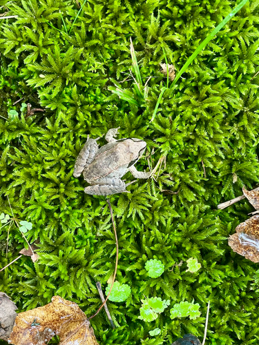 Wood Frog