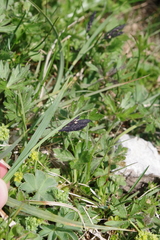 Carex atrata