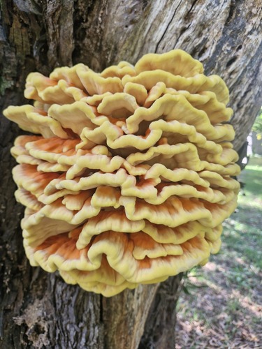 chicken of the woods