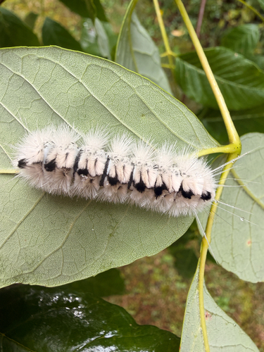Hickory Tussock Moth