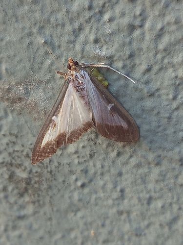 Box Tree Moth