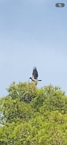 Hooded Crow