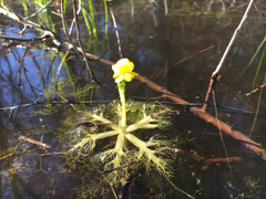 Utricularia radiata