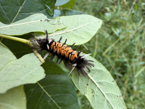Milkweed Tussock Moth