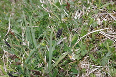 Carex atrata
