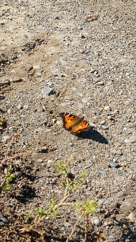 California Tortoiseshell