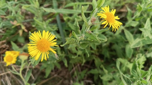 Common Fleabane