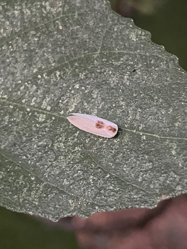 Cilix asiatica