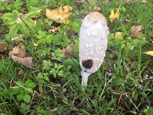 Shaggy Mane