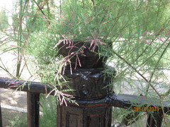 Tamarix ramosissima