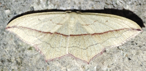 Blood Vein