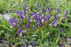 Polygala alpestris