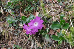 Primula clusiana