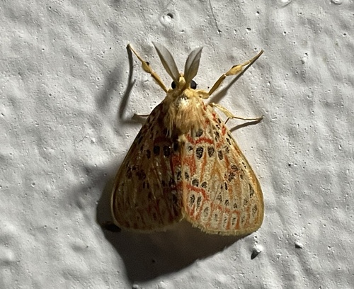 Euproctoides acrisia