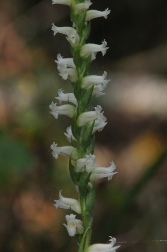 yellow nodding ladies' tresses