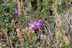 Primula clusiana