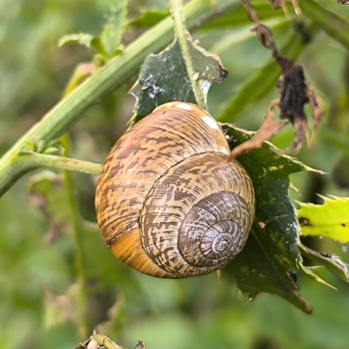 Copse Snail