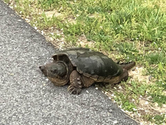 Chelydra