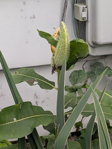 common milkweed