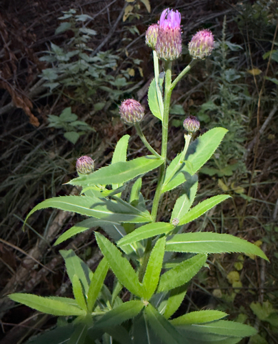 creeping thistle