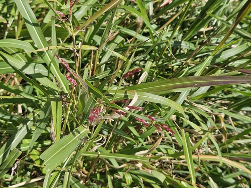 Johnson grass