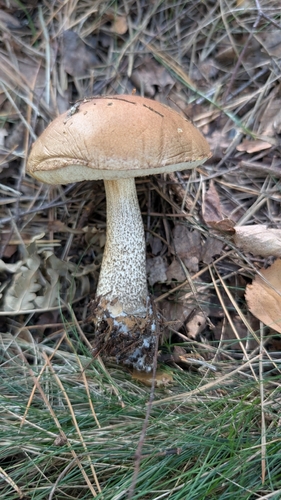 Brown Birch-bolete