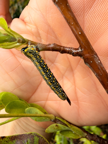 Introduced Pine Sawfly