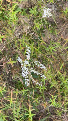 Coastal jointweed