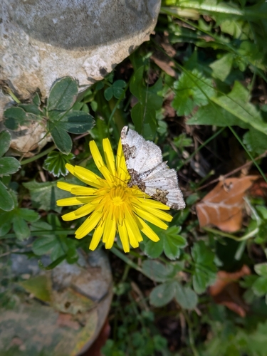 Garden Carpet