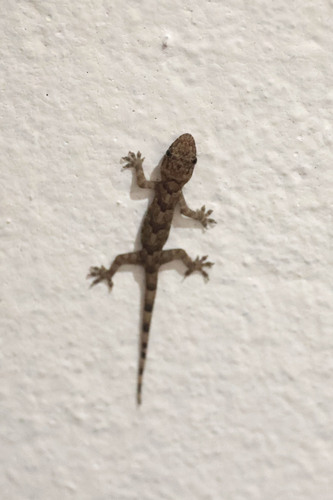 Tropical House Gecko