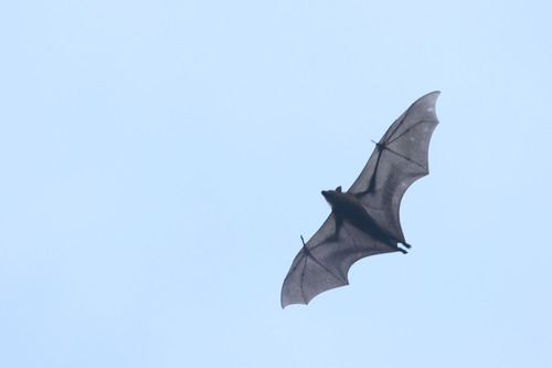 Straw-coloured Fruit Bat