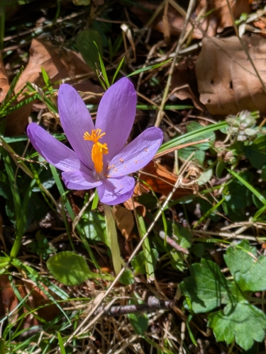 Crocus nudiflorus, photograph 3