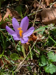 Crocus nudiflorus, photograph (c) Pierre, some rights reserved (CC BY)
