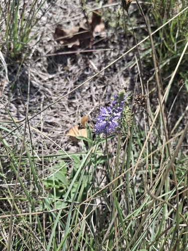 Spiked Speedwell