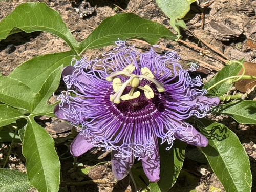 Passiflora 'Incense'