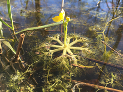 Utricularia radiata