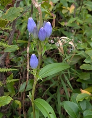 Gentiana andrewsii, photograph (c) Alan Prather, some rights reserved (CC BY)