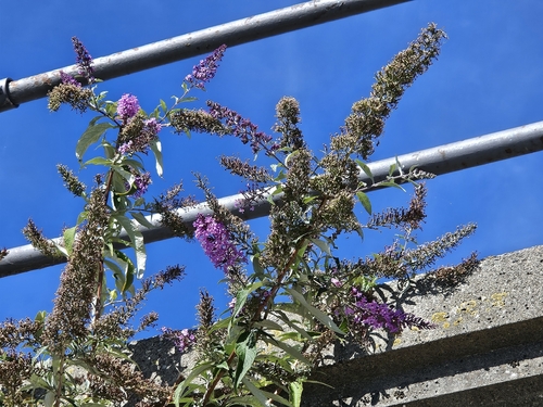 Butterfly bush