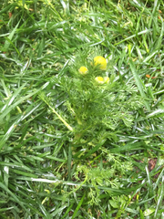 Matricaria discoidea