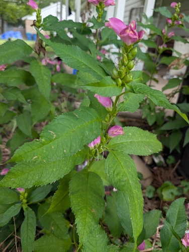 pink turtlehead