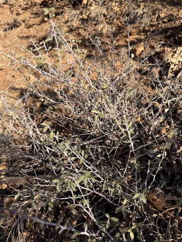 Ceanothus fendleri, photograph 2