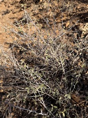 (c) Matt Berger, some rights reserved (CC BY) Ceanothus fendleri, photograph (c) Matt Berger, some rights reserved (CC BY)