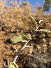 Ceanothus fendleri