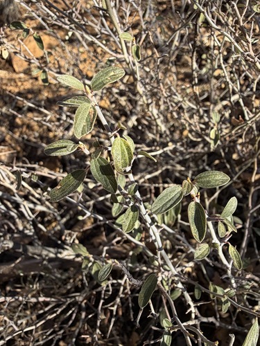 Ceanothus fendleri, photograph 3