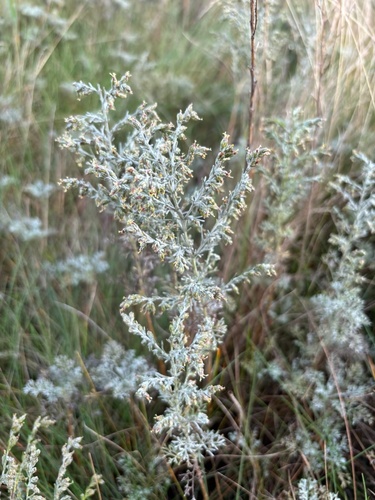 Sea Wormwood