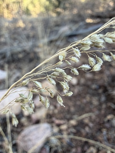 Muhlenbergia tricholepis, 2026-02-10