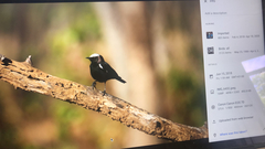 Myrmecocichla arnotti