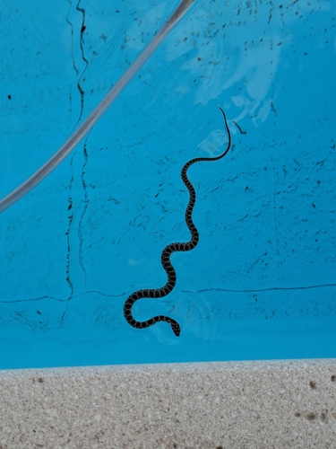 Horseshoe Whip Snake