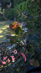 Ilex aquifolium